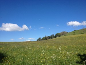 IMG_1924